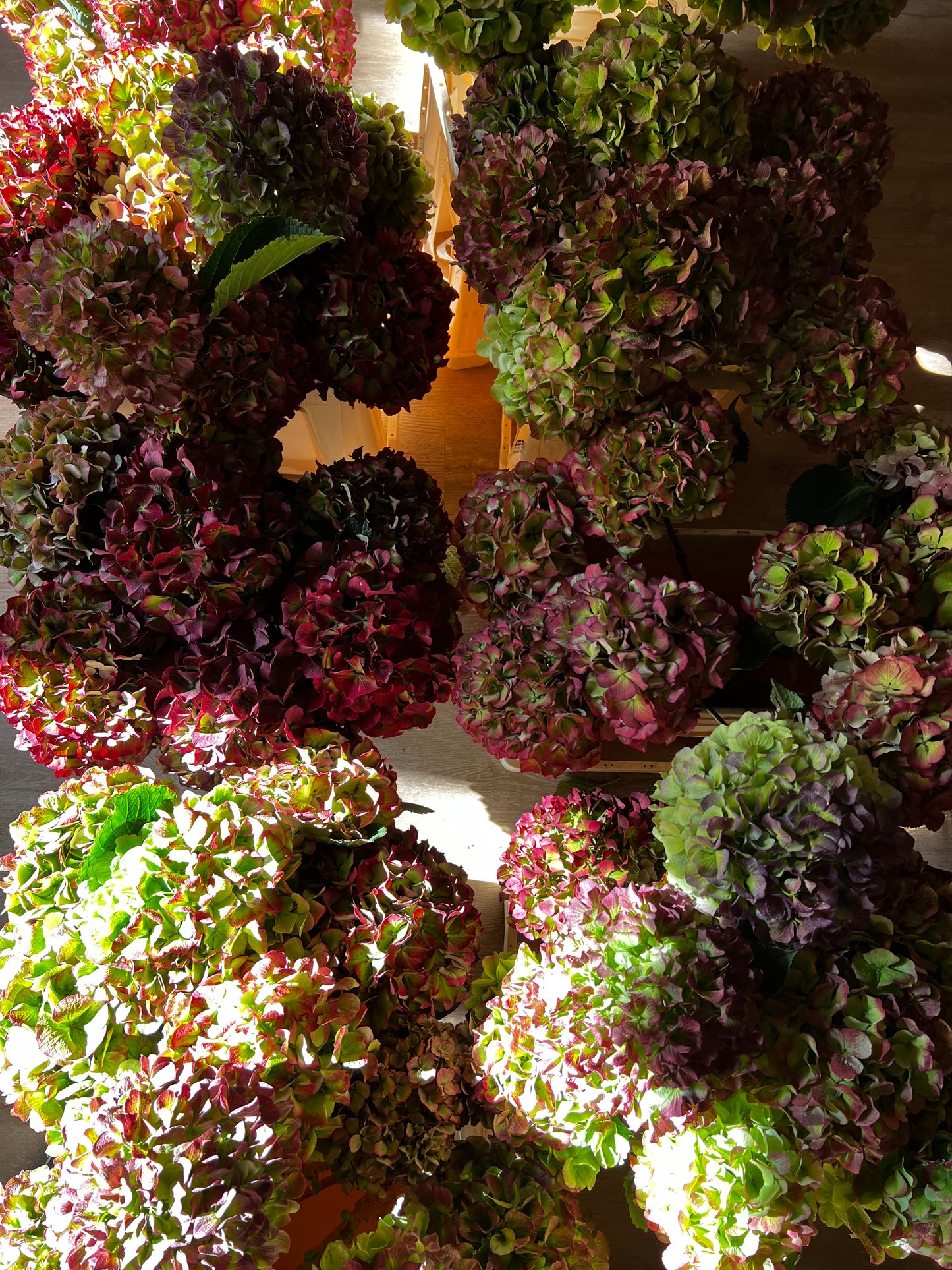 RAMO OTOÑAL CON HORTENSIAS- especial para secar