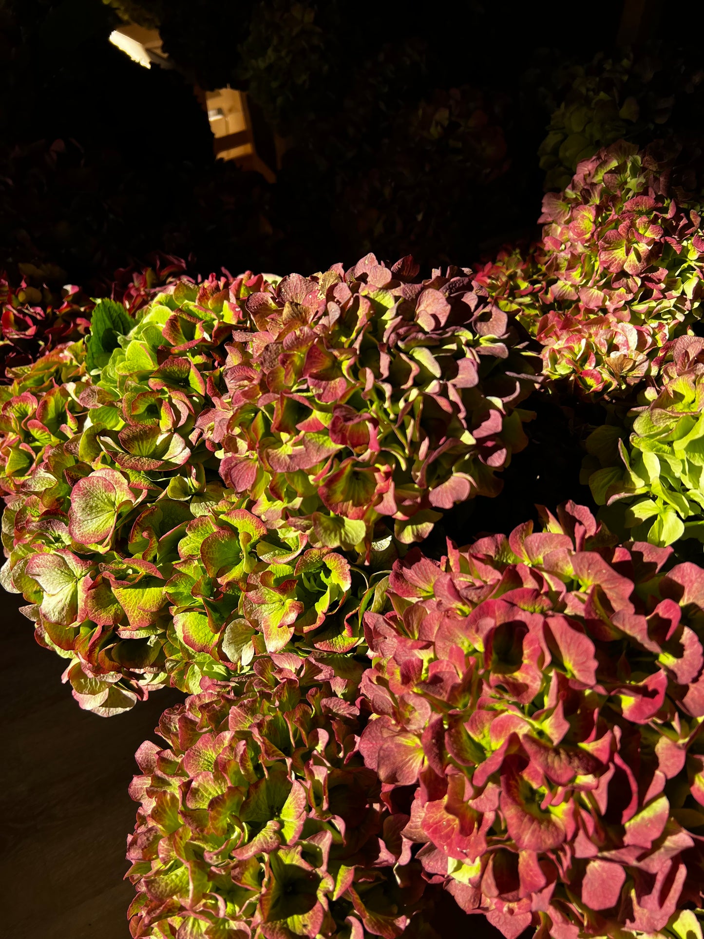 RAMO OTOÑAL CON HORTENSIAS- especial para secar